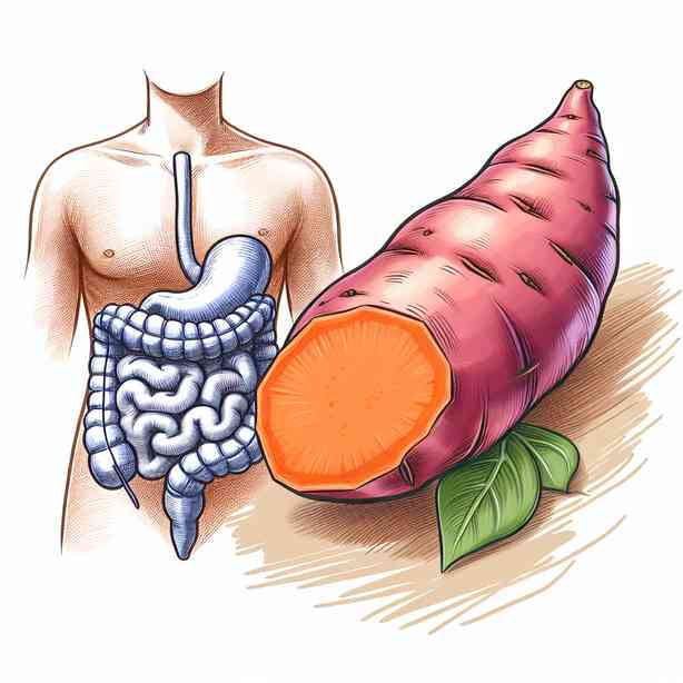 고구마 효능, 식이섬유로 장을 깨끗하게